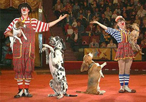 «Лохматые Звезды». Цирковая дрессировка собак.