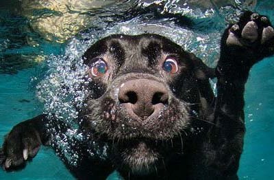 Как научить собаку плавать