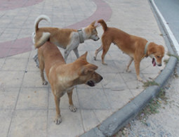 Собаки королевства Тайланд моими глазами.
