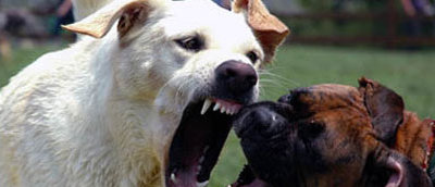 Причины агрессии у собак