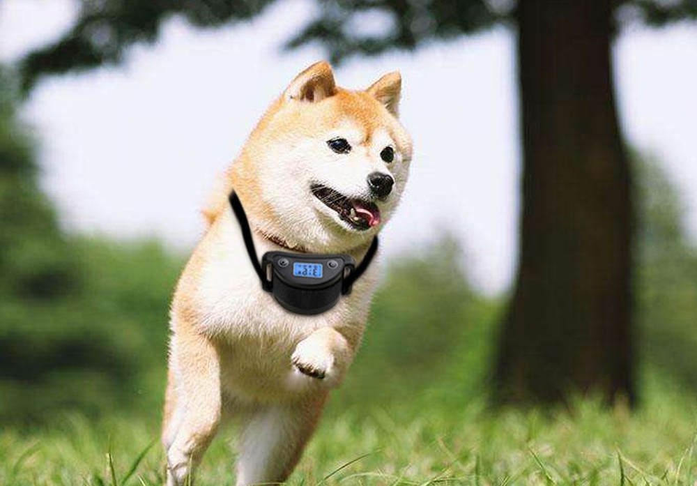 zoom